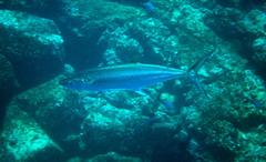 Scomberomorus sierra