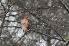 Buteo jamaicensis × lineatus
