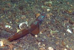 Amblyeleotris latifasciata