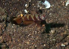 Amblyeleotris latifasciata