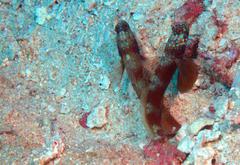 Amblyeleotris latifasciata
