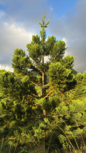 Araucaria cunninghamii observed 2025-10-22