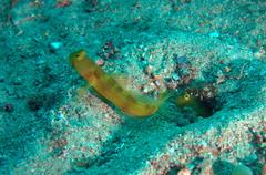 Cryptocentrus fasciatus