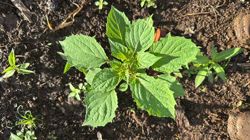 Physalis angulata observed 2025-10-22