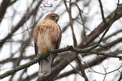 Buteo jamaicensis × lineatus