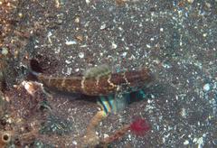 Cryptocentrus sericus