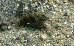 Cryptocentrus strigilliceps