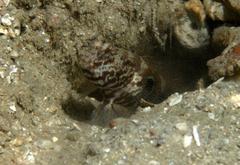 Cryptocentrus strigilliceps