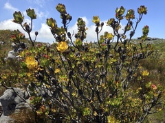 Leucadendron strobilinum