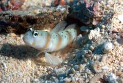 Amblyeleotris arcupinna