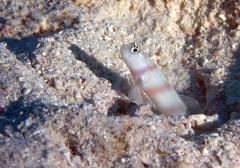 Amblyeleotris steinitzi