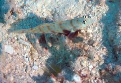 Amblyeleotris guttata