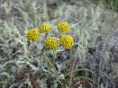 Bupleurum americanum