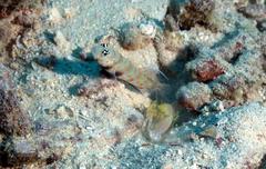 Amblyeleotris guttata