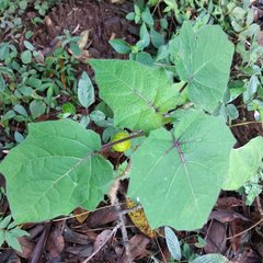 Solanum myriacanthum