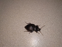 Zeadelium gratiosum