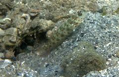 Ctenogobiops aurocingulus