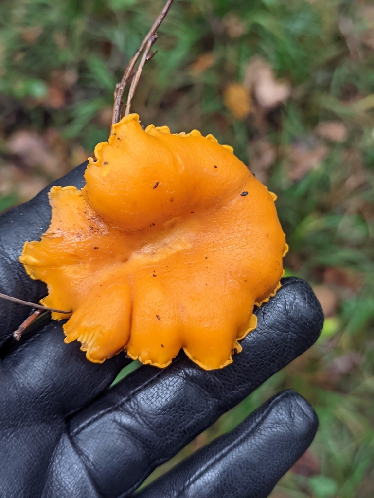 Cantharellus cibarius · November 2025 · photo: © naturalist57011 (iNaturalist, cc-by)