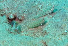 Ctenogobiops feroculus