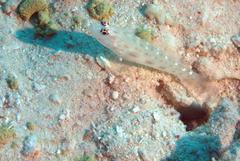 Ctenogobiops mitodes