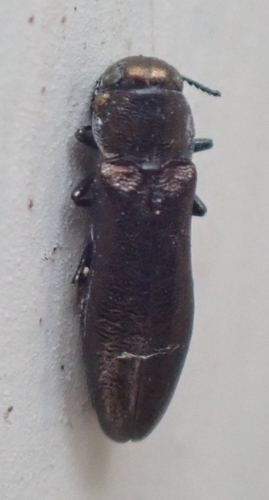 Agrilus putillus