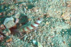 Amblyeleotris steinitzi