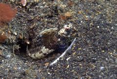 Tomiyamichthys nudus