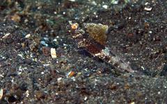 Tomiyamichthys nudus