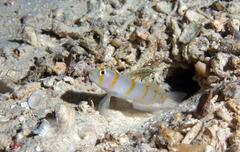 Amblyeleotris randalli