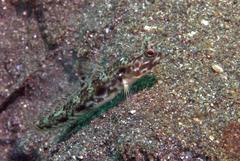 Tomiyamichthys lanceolatus