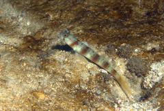 Amblyeleotris arcupinna