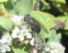Helophilus hochstetteri