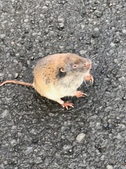 Thomomys mazama