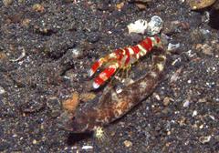 Tomiyamichthys oni