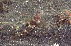 Tomiyamichthys latruncularius