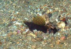 Tomiyamichthys emilyae