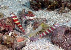 Amblyeleotris wheeleri