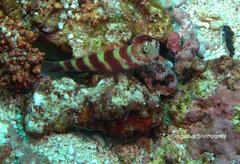 Amblyeleotris wheeleri