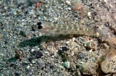 Ctenogobiops mitodes