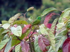 Chlorophonia cyanea