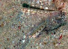 Ctenogobiops feroculus