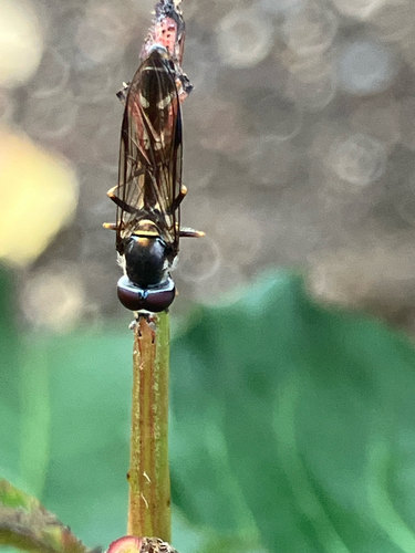 Unknown species found near Springfield Ave, Philadelphia, PA, US