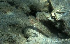 Ctenogobiops mitodes