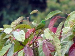 Chlorophonia cyanea