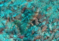 Amblyeleotris periophthalmus