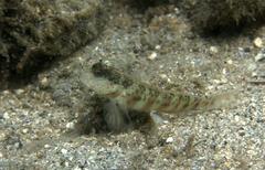 Cryptocentrus leptocephalus