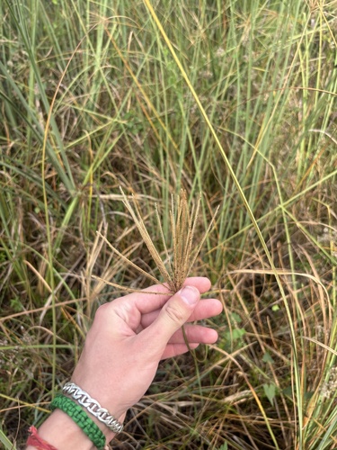 Saltmarsh Finger Grass (Eustachys glauca)