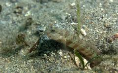 Cryptocentrus leptocephalus