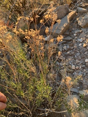 Solidagininae