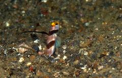 Stonogobiops nematodes